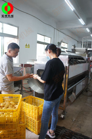 連續(xù)式土豆去皮機(jī)針對客戶帶來的大批土豆現(xiàn)場進(jìn)行加工處理測試！